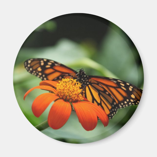 Monarch Butterfly Magnet (Front)