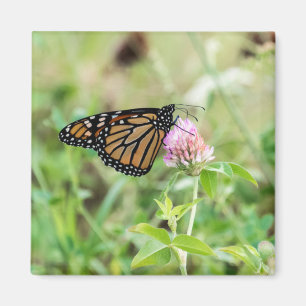 Monarch Butterfly Magnet