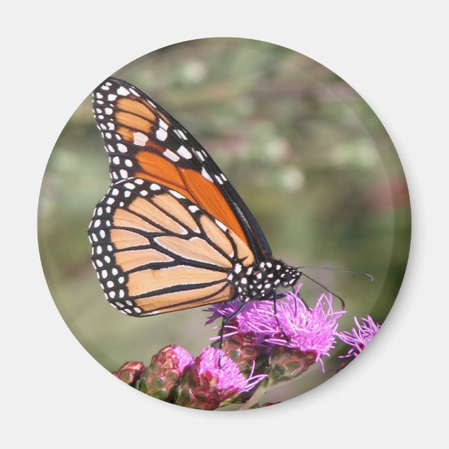 Monarch Butterfly Magnet (Front)
