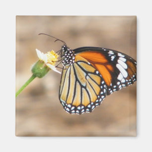 Monarch Butterfly Magnet