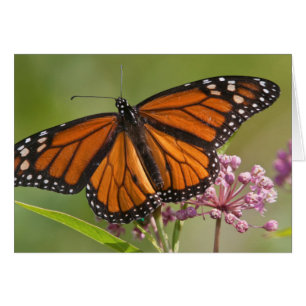 Monarch Butterfly male on Swamp Milkweed