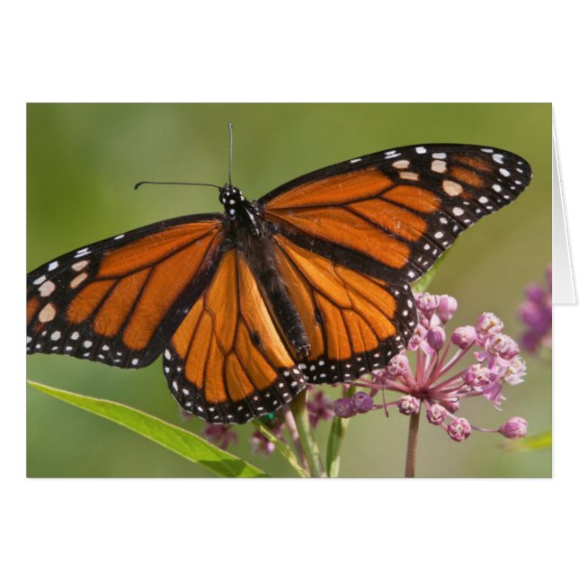 Monarch Butterfly male on Swamp Milkweed (Front Horizontal)