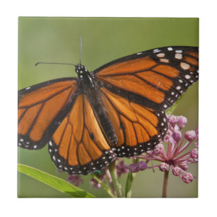 Monarch Butterfly male on Swamp Milkweed Ceramic Tile
