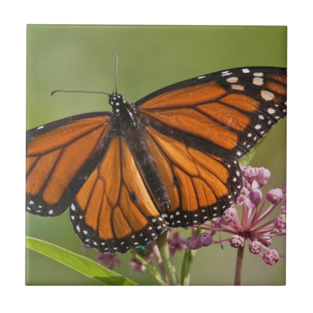 Monarch Butterfly male on Swamp Milkweed Ceramic Tile (Front)