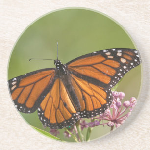 Monarch Butterfly male on Swamp Milkweed Coaster
