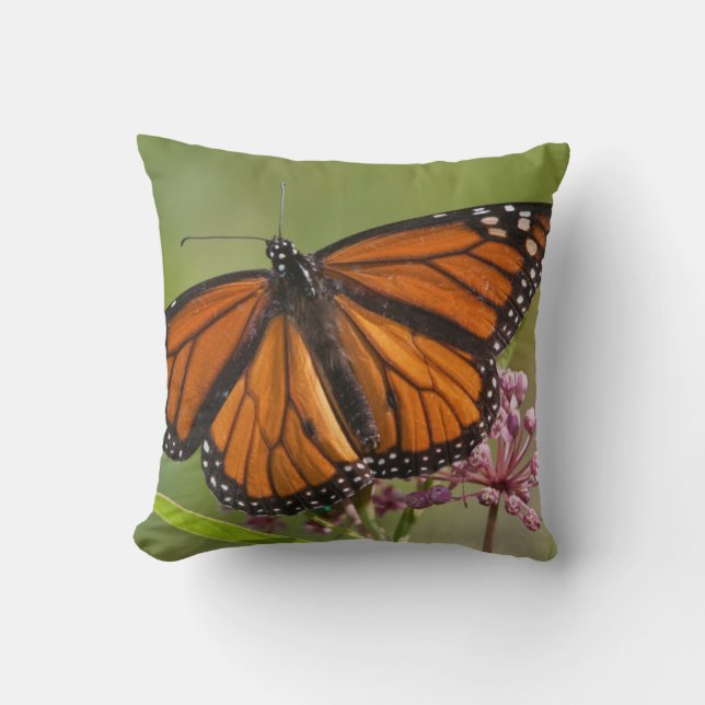 Monarch Butterfly male on Swamp Milkweed Cushion (Front)