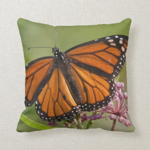 Monarch Butterfly male on Swamp Milkweed Cushion