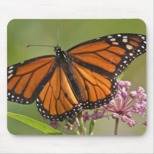 Monarch Butterfly male on Swamp Milkweed Mouse Pad