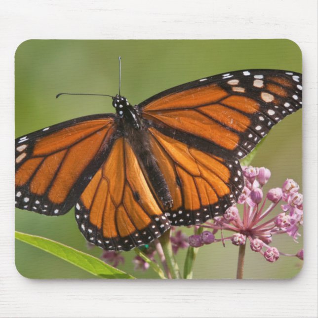 Monarch Butterfly male on Swamp Milkweed Mouse Pad (Front)