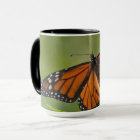 Monarch Butterfly male on Swamp Milkweed