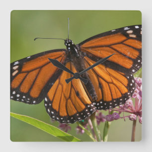 Monarch Butterfly male on Swamp Milkweed Square Wall Clock