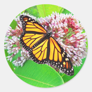 Monarch Butterfly Milkweed Flower  Sticker