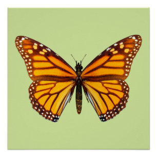 Monarch Butterfly Nature Wall Art
