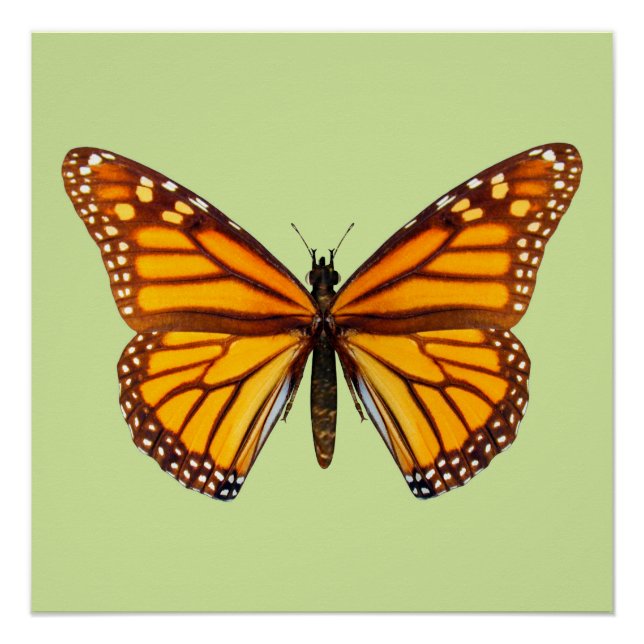 Monarch Butterfly Nature Wall Art (Front)