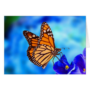 Monarch Butterfly note card