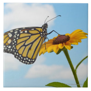 Monarch Butterfly on a Black Eyed Susan Ceramic Tile