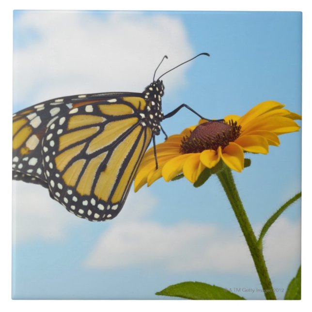 Monarch Butterfly on a Black Eyed Susan Ceramic Tile (Front)