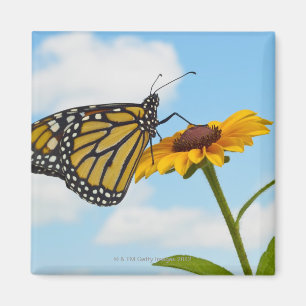 Monarch Butterfly on a Black Eyed Susan Magnet