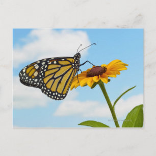 Monarch Butterfly on a Black Eyed Susan Postcard