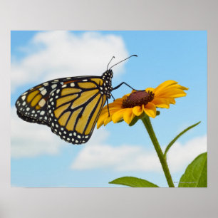Monarch Butterfly on a Black Eyed Susan Poster