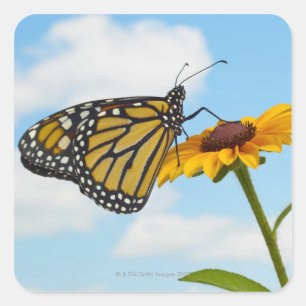 Monarch Butterfly on a Black Eyed Susan Square Sticker