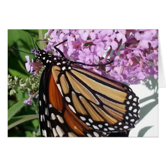 Monarch Butterfly on a Butterfly Bush