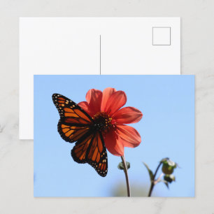 Monarch Butterfly on a Dahlia Blank Postcard