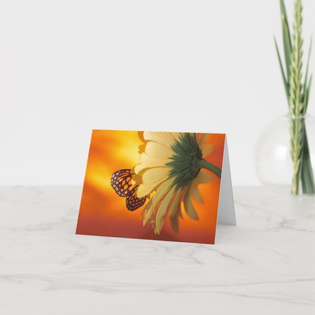 Monarch Butterfly on a Daisy Blank Card (Front)