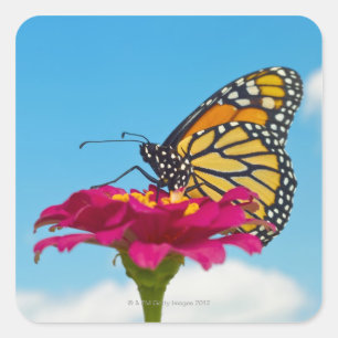 Monarch Butterfly on a Flower Square Sticker