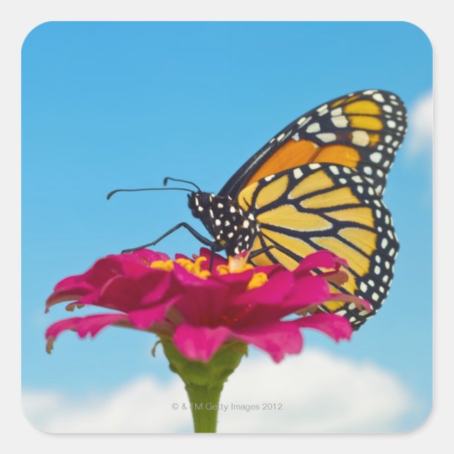 Monarch Butterfly on a Flower Square Sticker (Front)