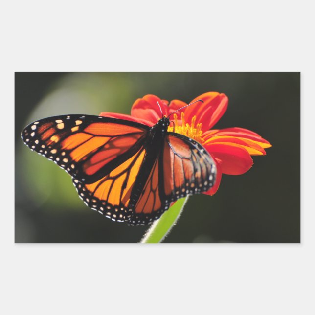 Monarch Butterfly on a Mexican Sunflower Torch Rectangular Sticker (Front)
