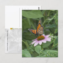 Monarch Butterfly on a Purple Coneflower, NYC  - 