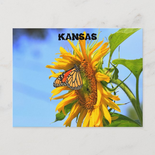 Monarch Butterfly on a Sunflower closeup Postcard (Front)