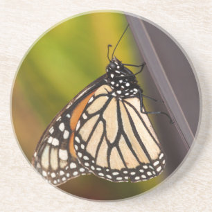 Monarch Butterfly on Agave Coaster