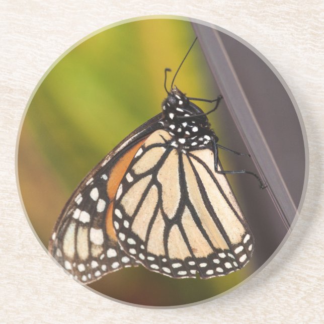 Monarch Butterfly on Agave Coaster (Front)