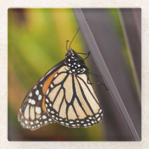 Monarch Butterfly on Agave Glass Coaster
