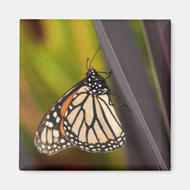 Monarch Butterfly on Agave Magnet (Front)