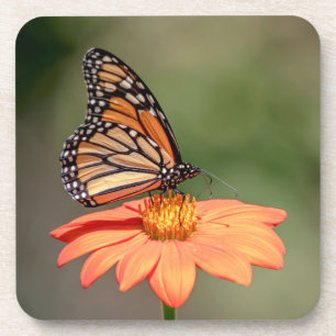 Monarch Butterfly on an orange flower Coaster