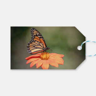 Monarch Butterfly on an orange flower Gift Tags