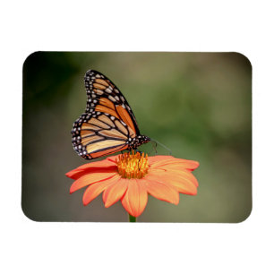 Monarch Butterfly on an orange flower Magnet