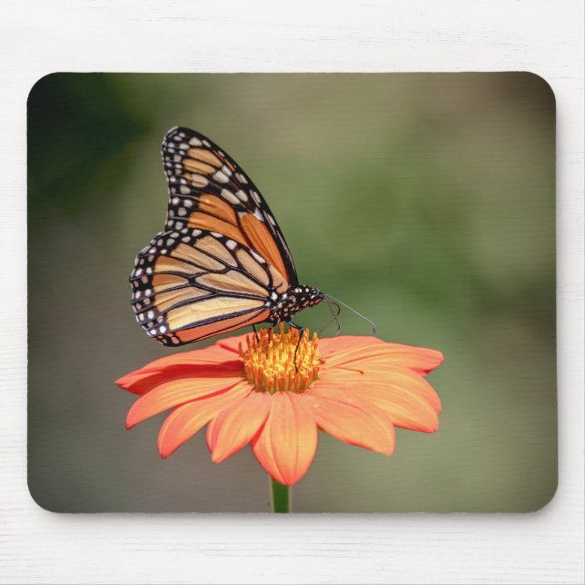 Monarch Butterfly on an orange flower Mouse Pad (Front)
