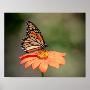 Monarch Butterfly on an orange flower Poster