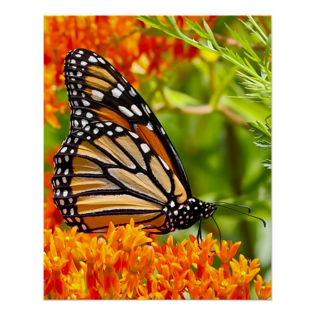 Monarch butterfly on butterfly bush poster (Front)