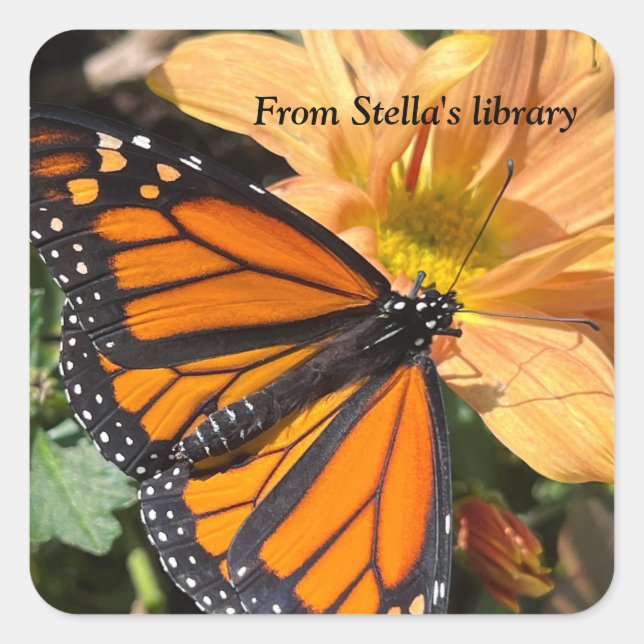 Monarch butterfly on chrysanthemum flower square sticker (Front)