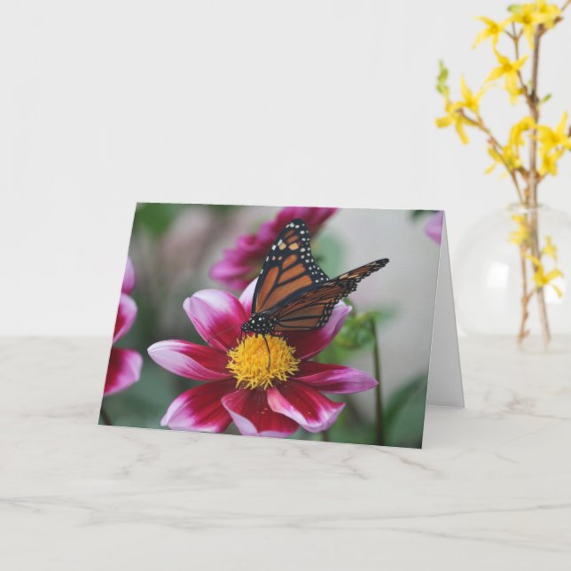Monarch Butterfly on Deep Pink Dahlia Photo Blank Card (Yellow Flower)