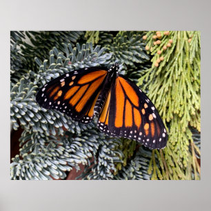 Monarch butterfly on evergreens poster