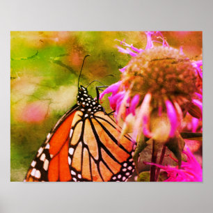 Monarch Butterfly On Flower Distressed Art Poster