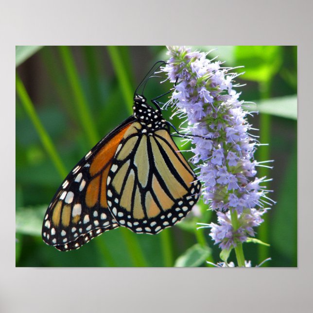 Monarch Butterfly on flower Poster (Front)