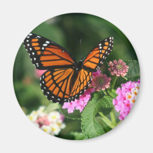 Monarch Butterfly on Lantana Flower Magnet
