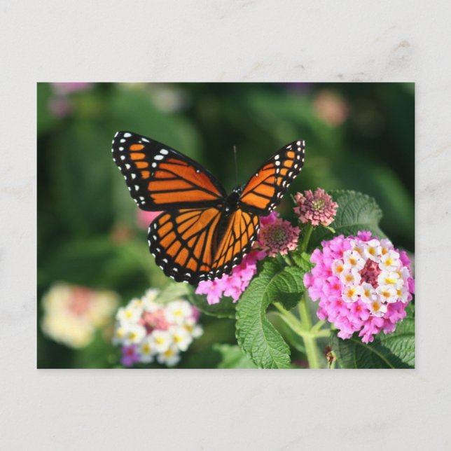 Monarch Butterfly on Lantana Flower Postcard (Front)
